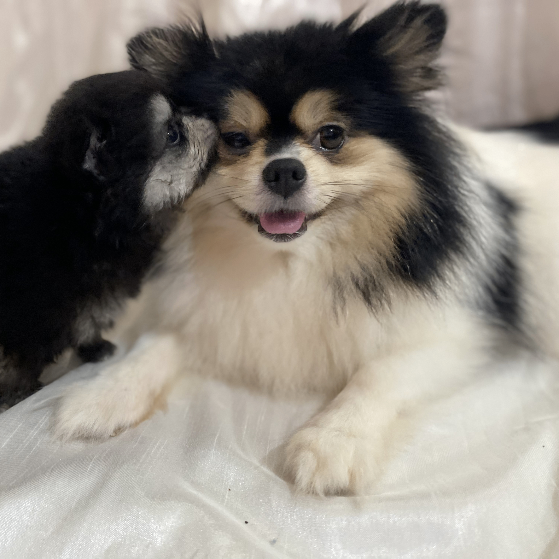 Amora - Matriz Spitz Alemão