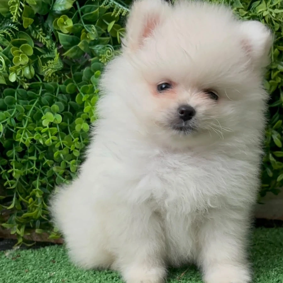 Pitico - Filhote Spitz Alemão Branco