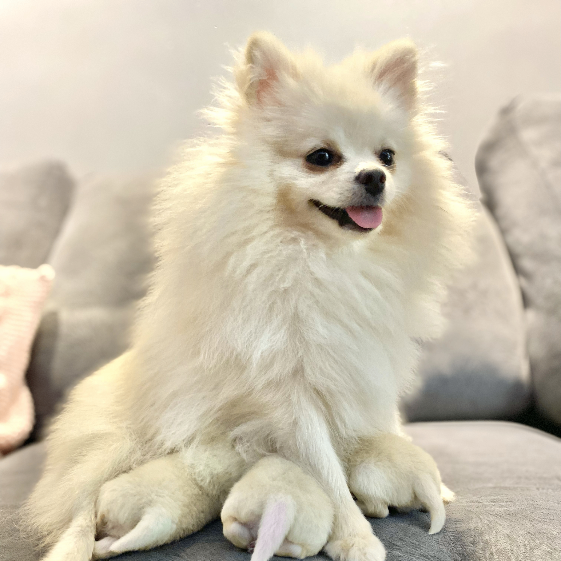 Rebeca - Matriz Spitz Alemão