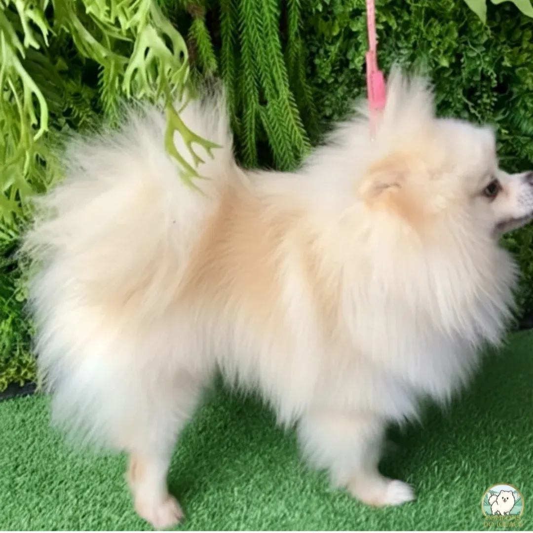 Snow - Reprodutor Spitz Alemão